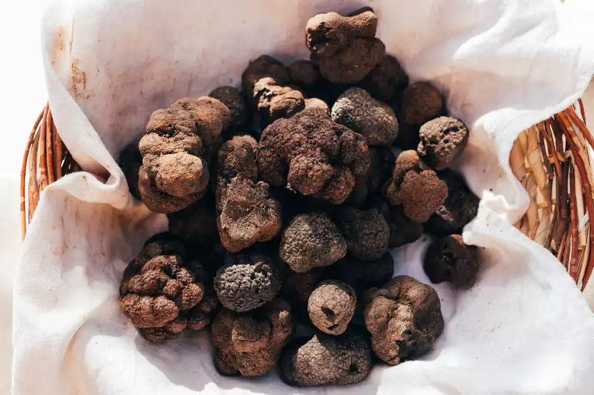 Marché de la Truffe